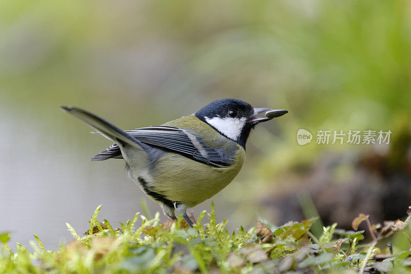 葵花籽大山雀(Parus major)